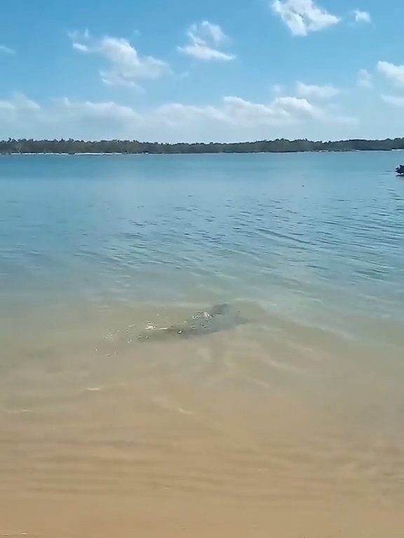 Tiburones contra cocodrilos, batalla épica filmada por un pescador: video viral