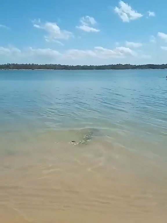 Tiburones contra cocodrilos, batalla épica filmada por un pescador: video viral