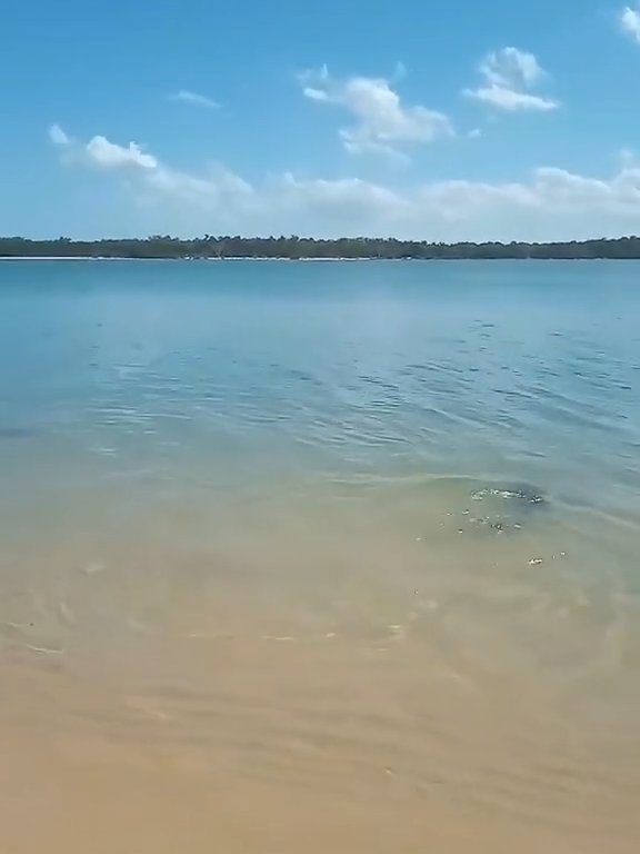 Tiburones contra cocodrilos, batalla épica filmada por un pescador: video viral