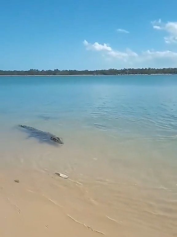 Tiburones contra cocodrilos, batalla épica filmada por un pescador: video viral