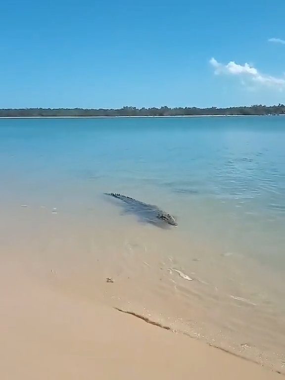 Tiburones contra cocodrilos, batalla épica filmada por un pescador: video viral