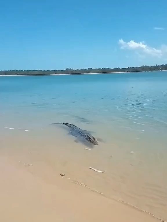 Tiburones contra cocodrilos, batalla épica filmada por un pescador: video viral