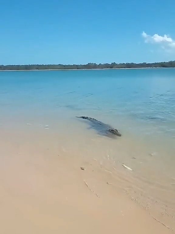 Tiburones contra cocodrilos, batalla épica filmada por un pescador: video viral