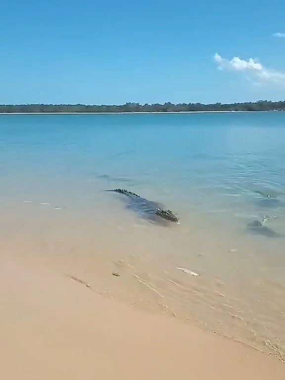 Tiburones contra cocodrilos, batalla épica filmada por un pescador: video viral