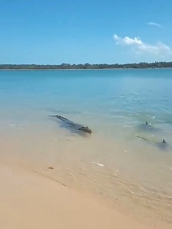 Tiburones contra cocodrilos, batalla épica filmada por un pescador: video viral