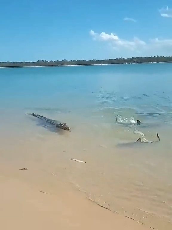 Tiburones contra cocodrilos, batalla épica filmada por un pescador: video viral