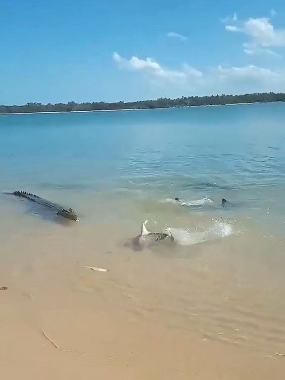 Tiburones contra cocodrilos, batalla épica filmada por un pescador: video viral