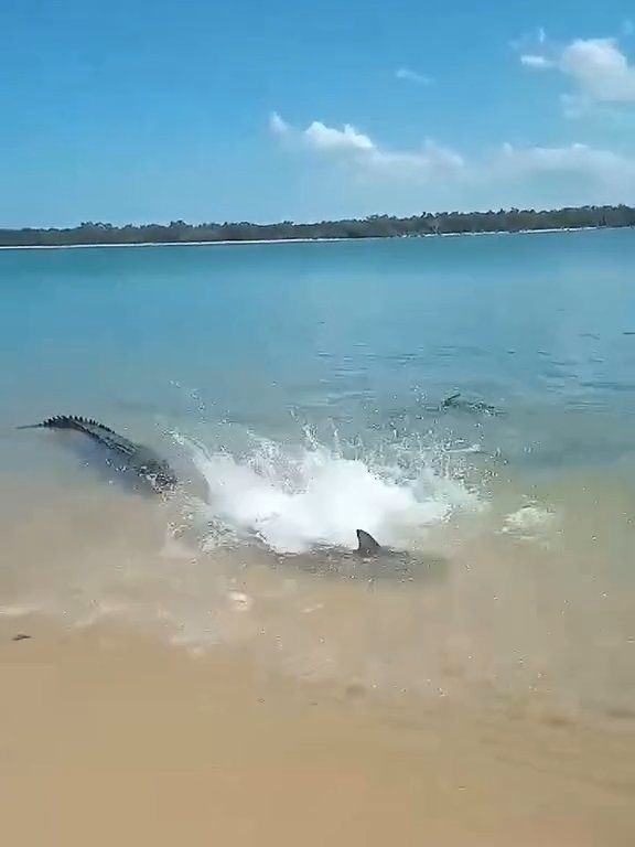 Tiburones contra cocodrilos, batalla épica filmada por un pescador: video viral