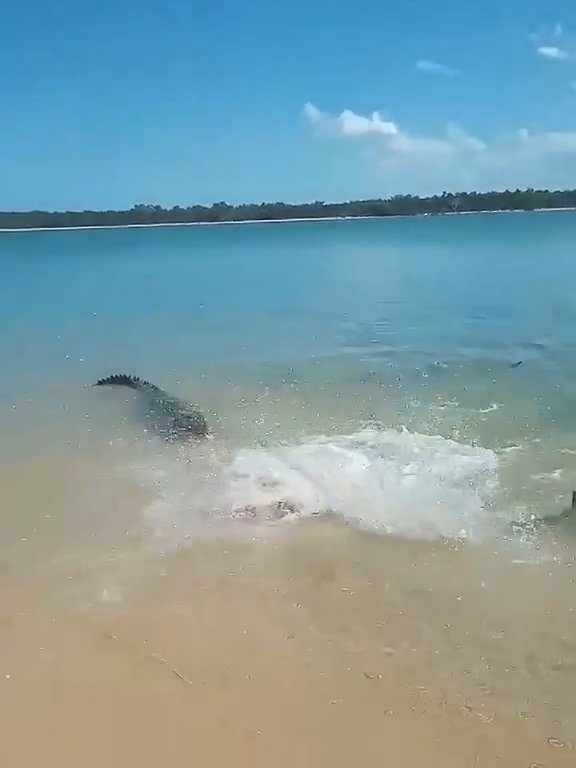 Tiburones contra cocodrilos, batalla épica filmada por un pescador: video viral