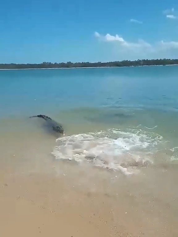 Tiburones contra cocodrilos, batalla épica filmada por un pescador: video viral