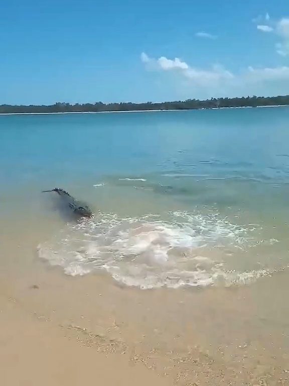 Tiburones contra cocodrilos, batalla épica filmada por un pescador: video viral