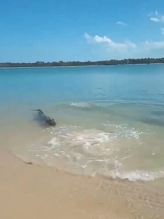 Tiburones contra cocodrilos, batalla épica filmada por un pescador: video viral