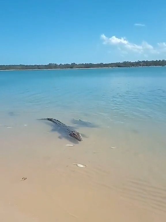 Tiburones contra cocodrilos, batalla épica filmada por un pescador: video viral