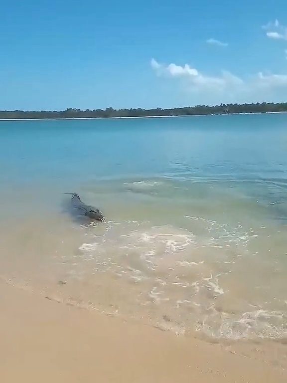 Tiburones contra cocodrilos, batalla épica filmada por un pescador: video viral