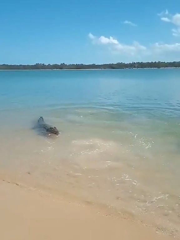 Tiburones contra cocodrilos, batalla épica filmada por un pescador: video viral