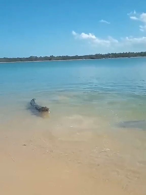 Tiburones contra cocodrilos, batalla épica filmada por un pescador: video viral