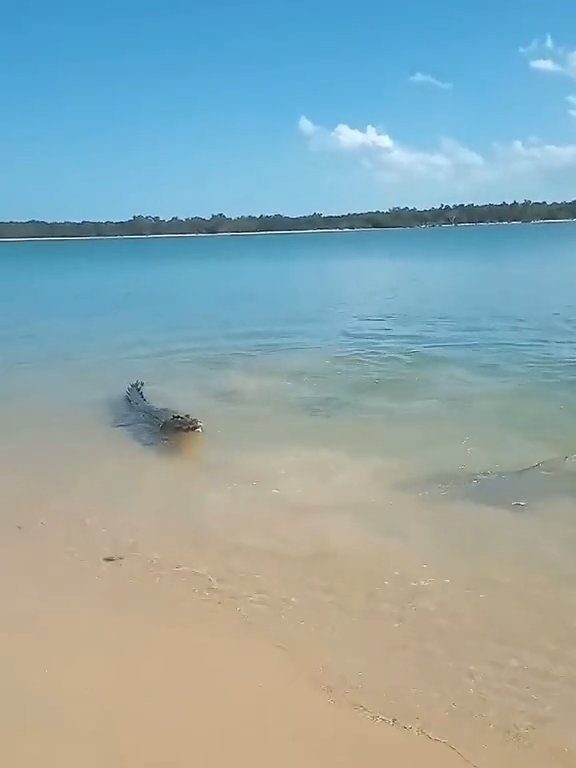 Tiburones contra cocodrilos, batalla épica filmada por un pescador: video viral