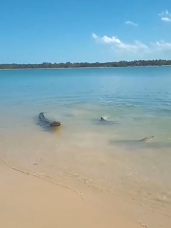 Tiburones contra cocodrilos, batalla épica filmada por un pescador: video viral