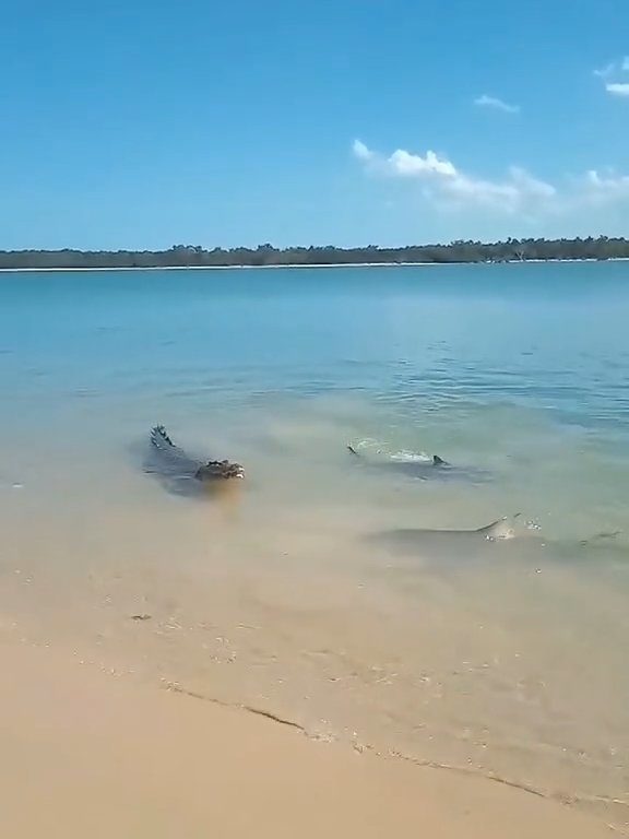 Tiburones contra cocodrilos, batalla épica filmada por un pescador: video viral