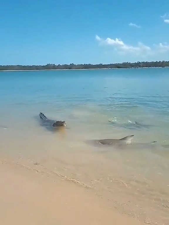 Tiburones contra cocodrilos, batalla épica filmada por un pescador: video viral