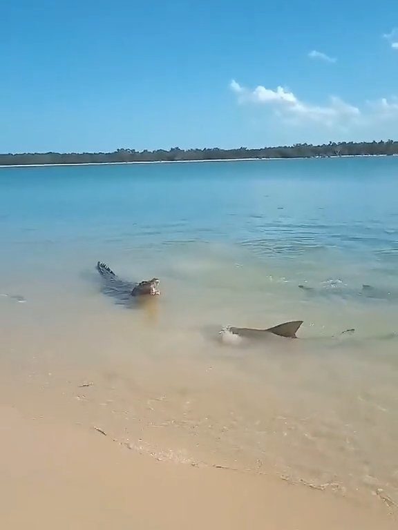 Tiburones contra cocodrilos, batalla épica filmada por un pescador: video viral