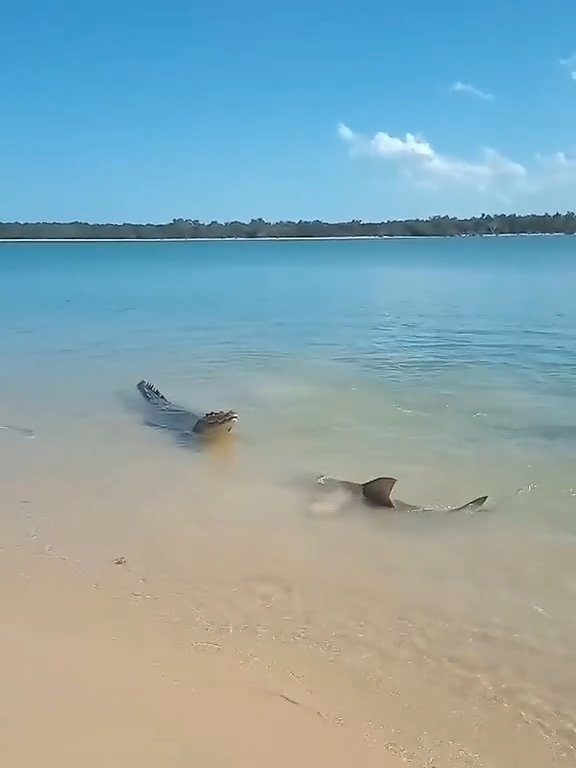 Tiburones contra cocodrilos, batalla épica filmada por un pescador: video viral