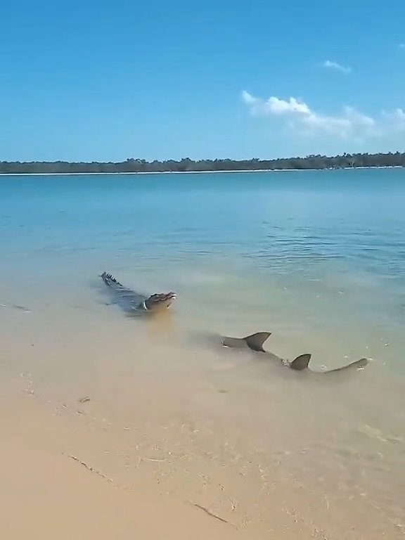 Tiburones contra cocodrilos, batalla épica filmada por un pescador: video viral