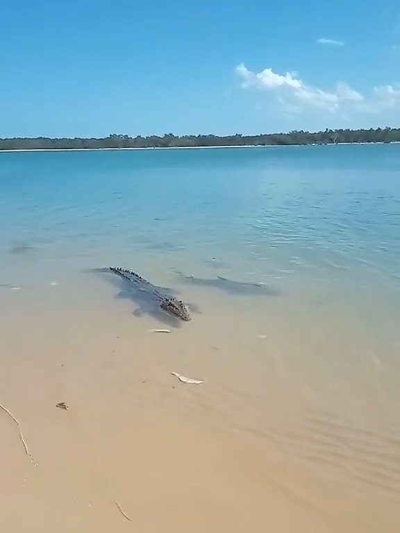 Tiburones contra cocodrilos, batalla épica filmada por un pescador: video viral