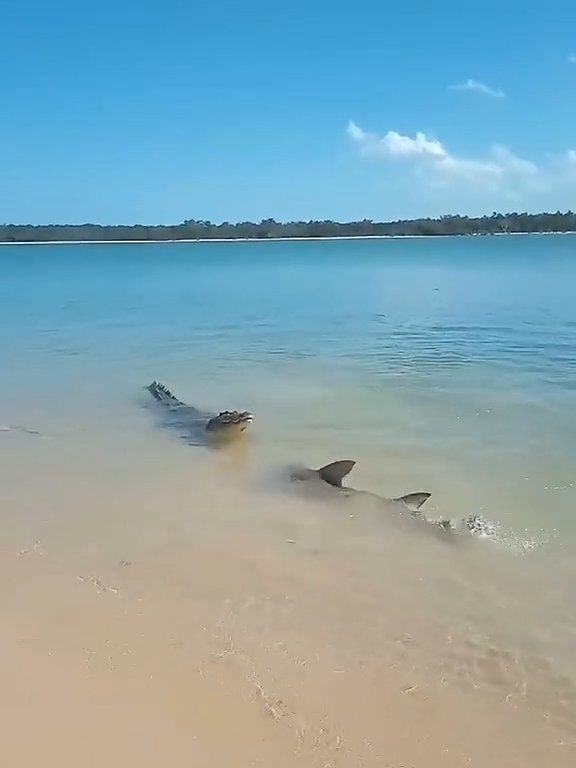 Tiburones contra cocodrilos, batalla épica filmada por un pescador: video viral