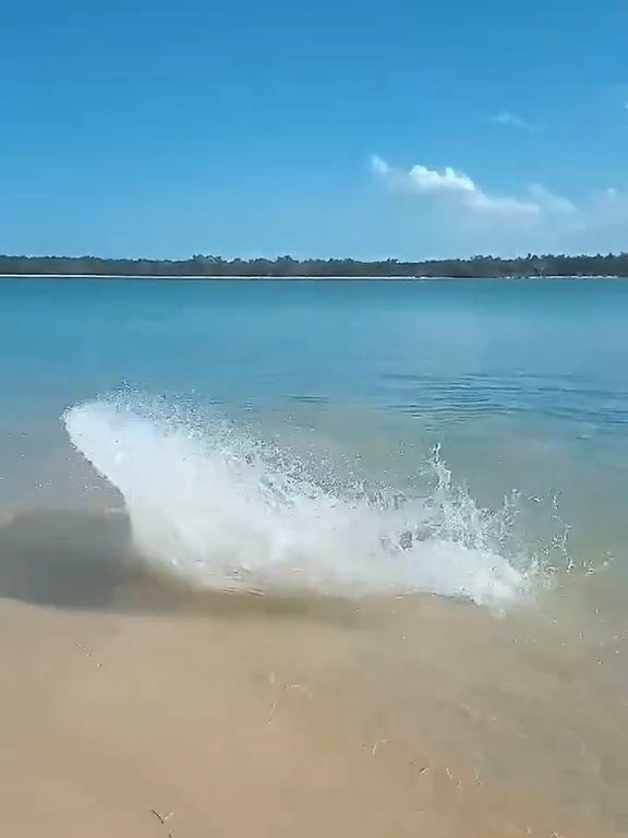 Tiburones contra cocodrilos, batalla épica filmada por un pescador: video viral