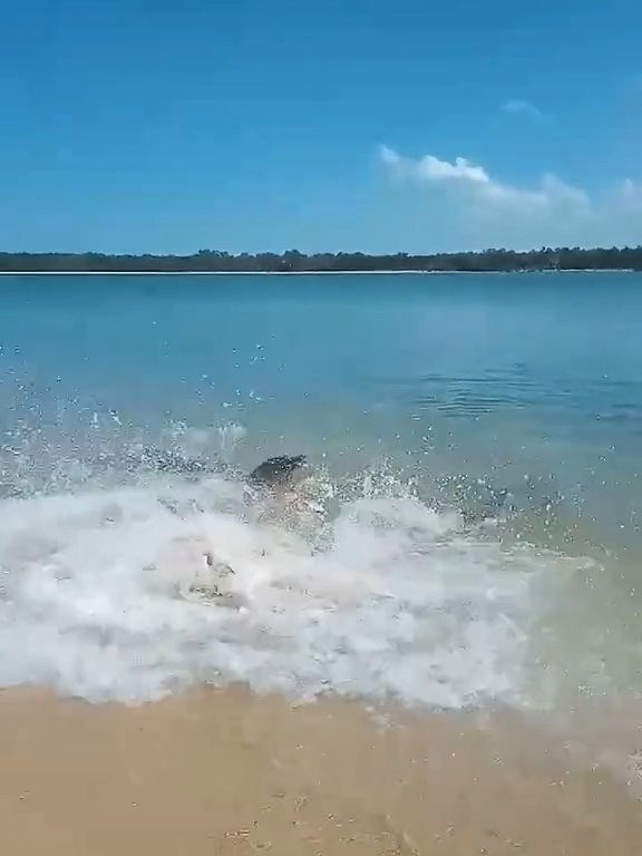 Tiburones contra cocodrilos, batalla épica filmada por un pescador: video viral