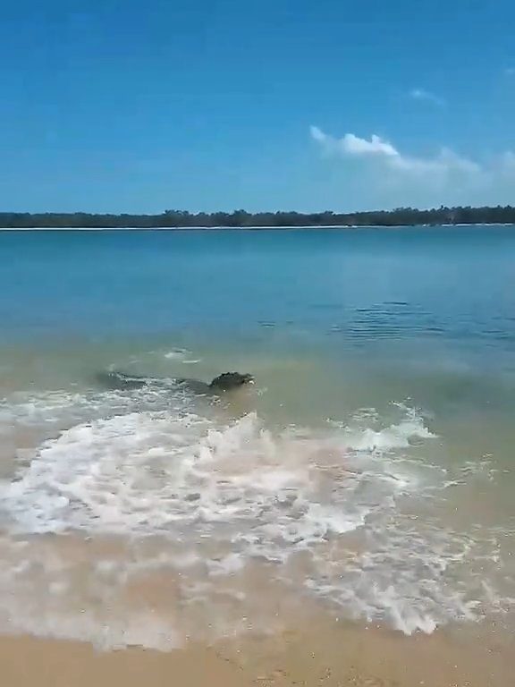 Tiburones contra cocodrilos, batalla épica filmada por un pescador: video viral