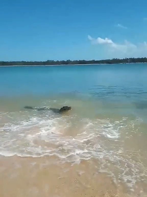 Tiburones contra cocodrilos, batalla épica filmada por un pescador: video viral