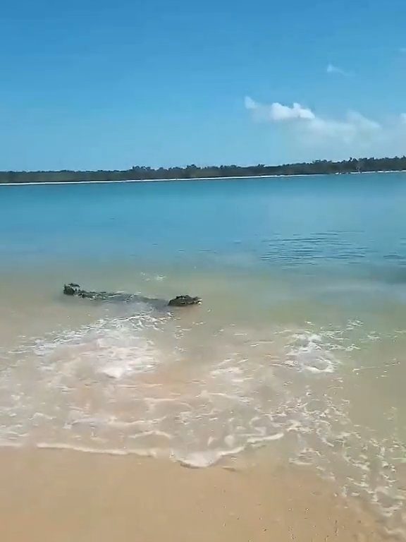 Tiburones contra cocodrilos, batalla épica filmada por un pescador: video viral