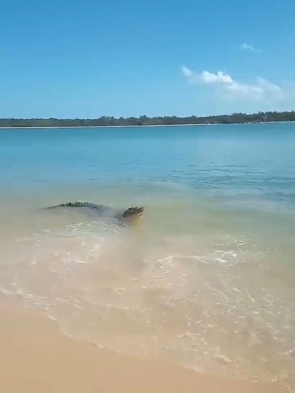 Tiburones contra cocodrilos, batalla épica filmada por un pescador: video viral