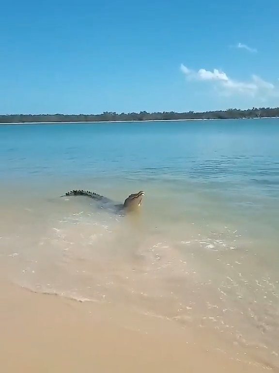 Tiburones contra cocodrilos, batalla épica filmada por un pescador: video viral