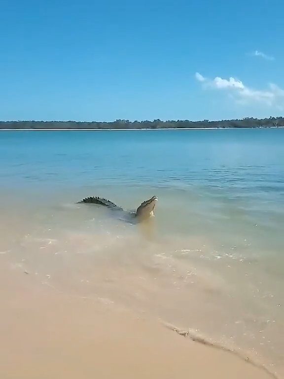 Tiburones contra cocodrilos, batalla épica filmada por un pescador: video viral