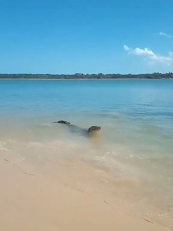 Tiburones contra cocodrilos, batalla épica filmada por un pescador: video viral