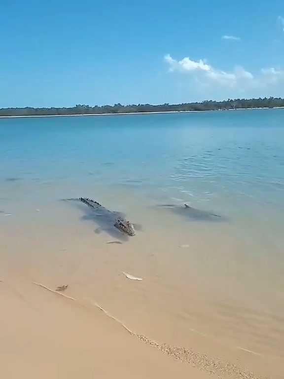 Tiburones contra cocodrilos, batalla épica filmada por un pescador: video viral