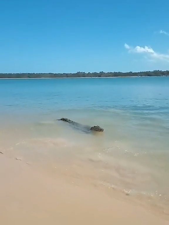 Tiburones contra cocodrilos, batalla épica filmada por un pescador: video viral