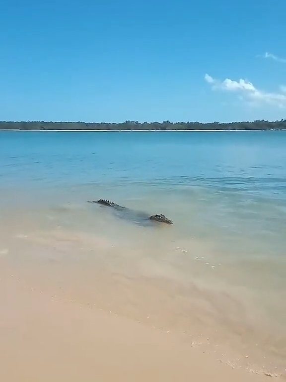 Tiburones contra cocodrilos, batalla épica filmada por un pescador: video viral