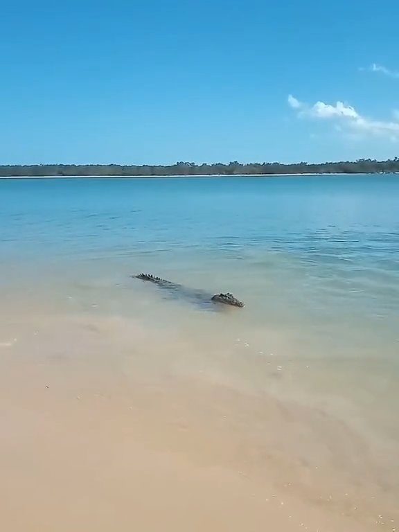 Tiburones contra cocodrilos, batalla épica filmada por un pescador: video viral