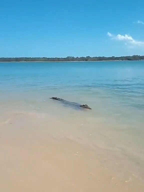 Tiburones contra cocodrilos, batalla épica filmada por un pescador: video viral