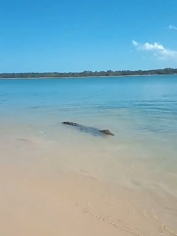 Tiburones contra cocodrilos, batalla épica filmada por un pescador: video viral