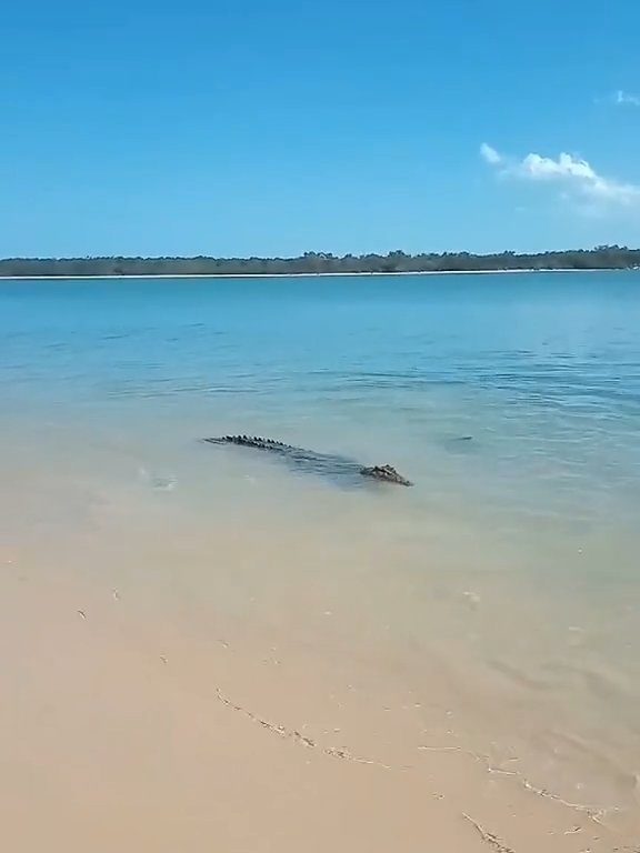 Tiburones contra cocodrilos, batalla épica filmada por un pescador: video viral