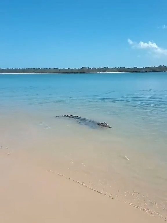 Tiburones contra cocodrilos, batalla épica filmada por un pescador: video viral