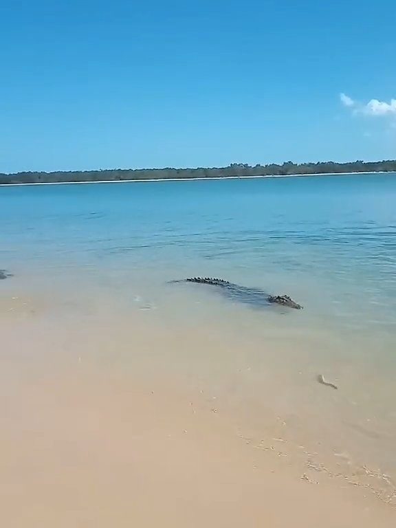 Tiburones contra cocodrilos, batalla épica filmada por un pescador: video viral