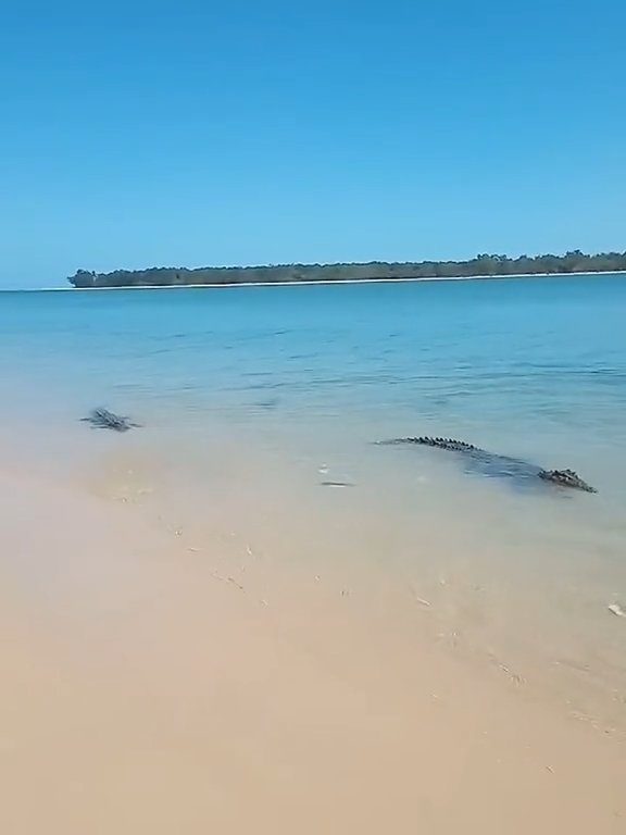 Tiburones contra cocodrilos, batalla épica filmada por un pescador: video viral