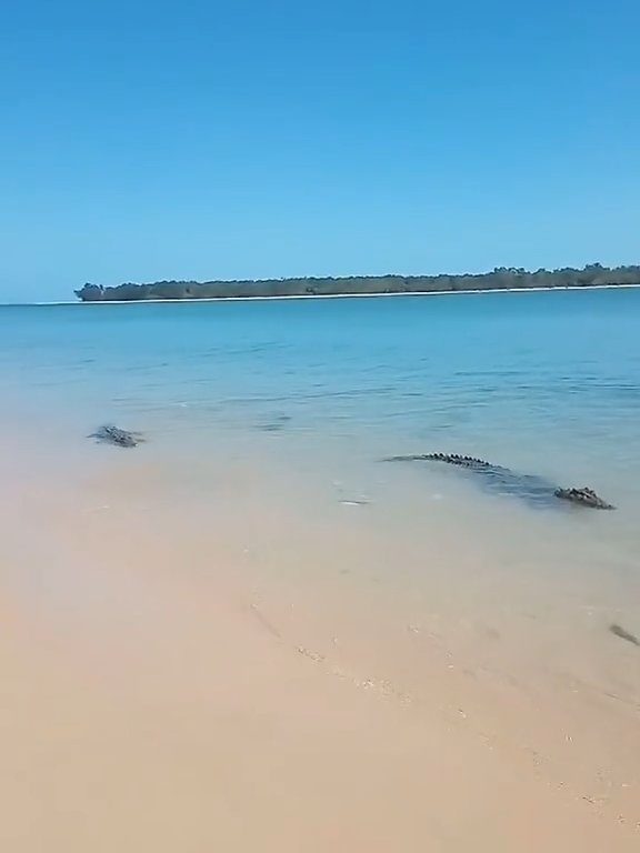 Tiburones contra cocodrilos, batalla épica filmada por un pescador: video viral