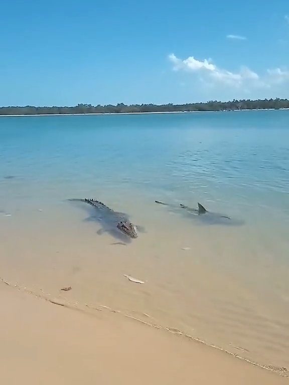 Tiburones contra cocodrilos, batalla épica filmada por un pescador: video viral